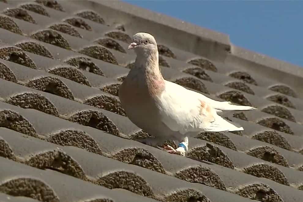 Australia Pigeon