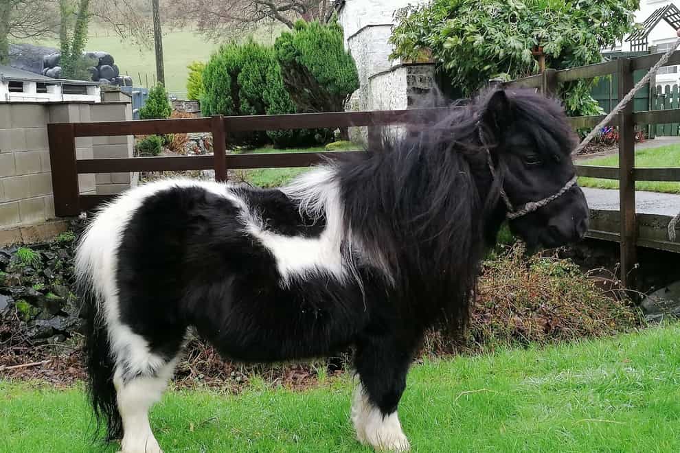 Shetland pony Tinker