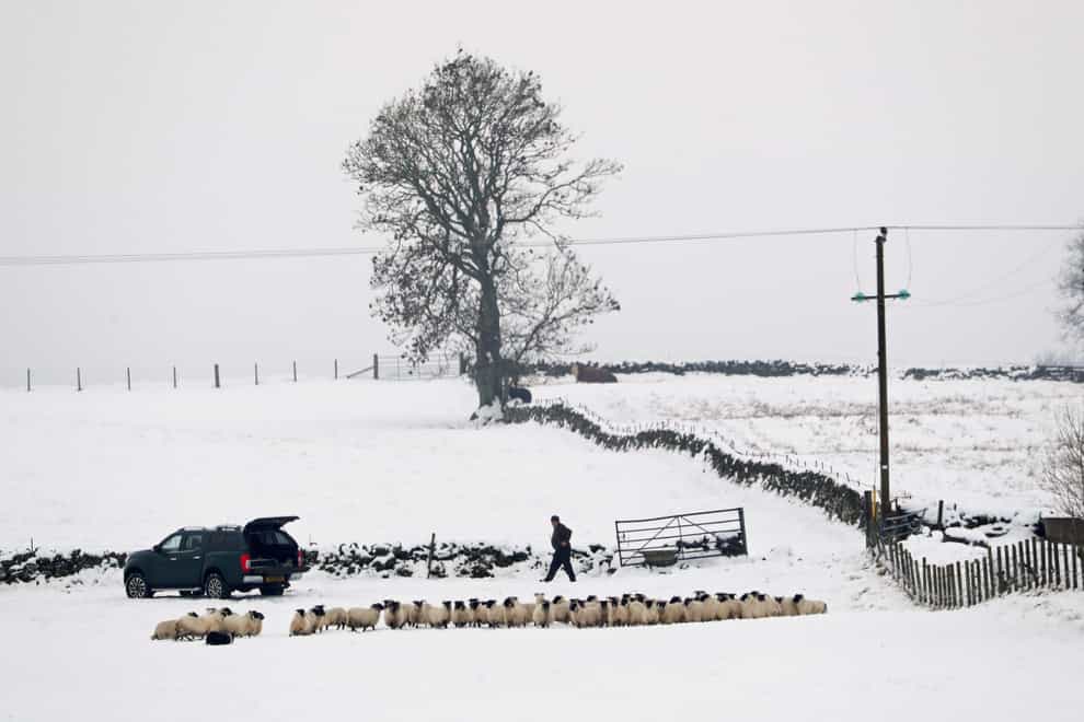 A farmer tends to sheep in a snow-covered field near Auchterarder, Perthshire