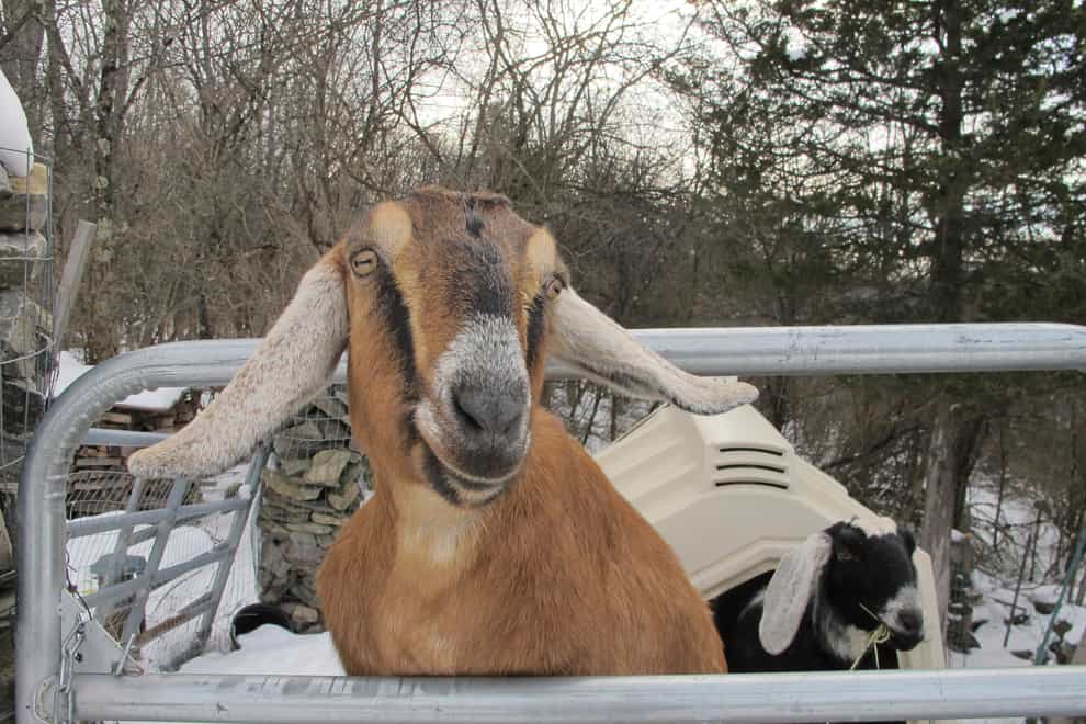 Lincoln, a Nubian goat, stands in her pen in Fair Haven, Vermont