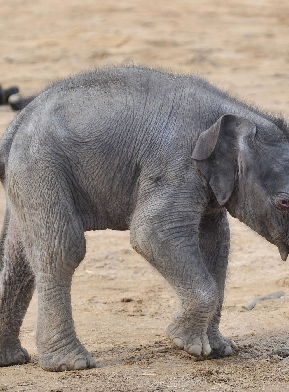 An elephant calf in its enclosure at Twycross Zoo, Warwickshire (Tim Goode/PA)