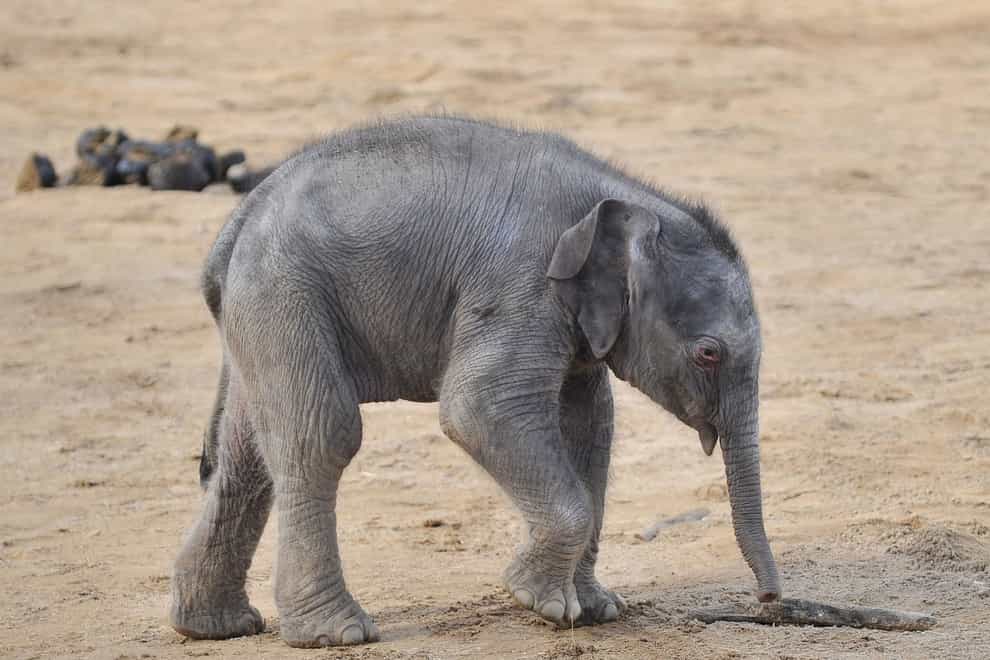 An elephant calf in its enclosure at Twycross Zoo, Warwickshire (Tim Goode/PA)