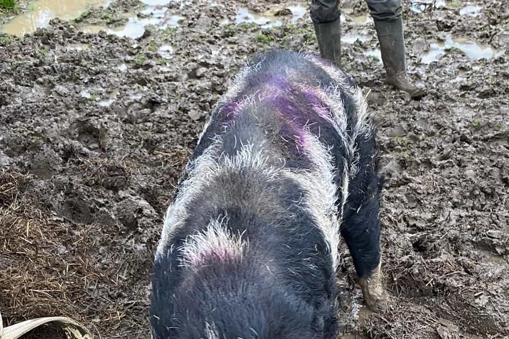 Firefighters rescued a 31-stone pig called Dolly who got stuck in the mud in Felsted, Essex