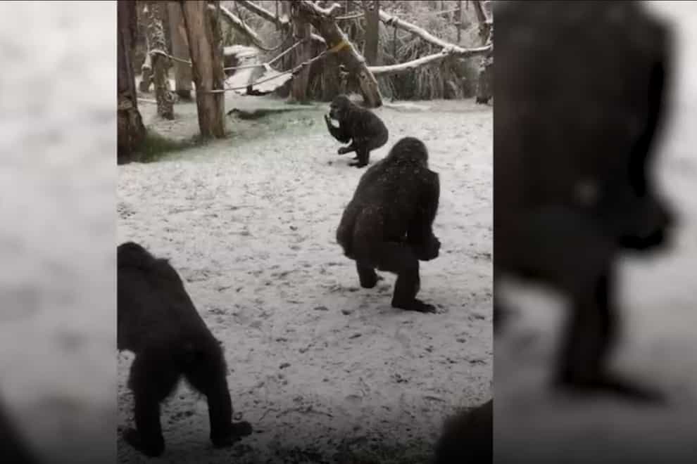Gorillas enjoying the snow at London Zoo