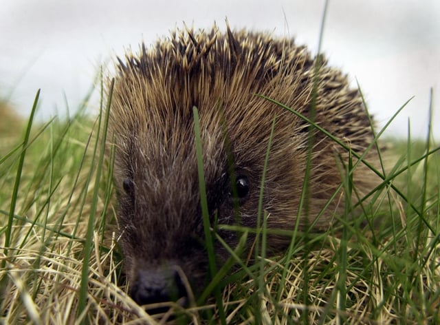 Help preserve hedgehog numbers by boosting legal protection, Tory MPs