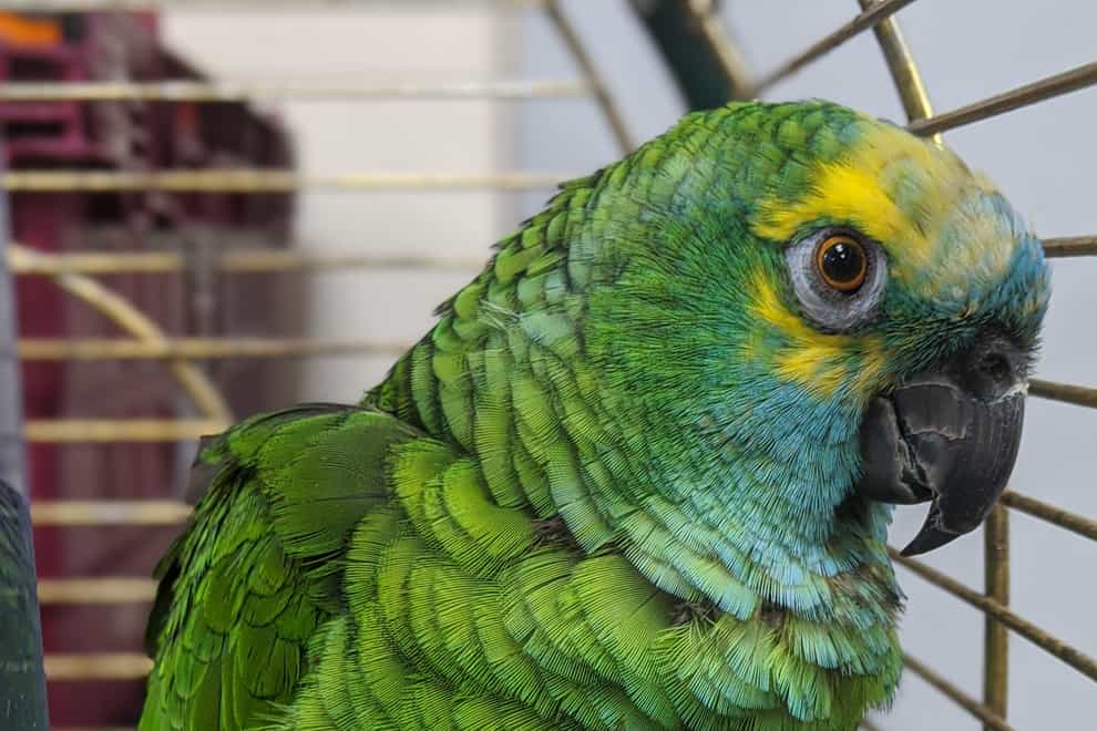 Bud the parrot