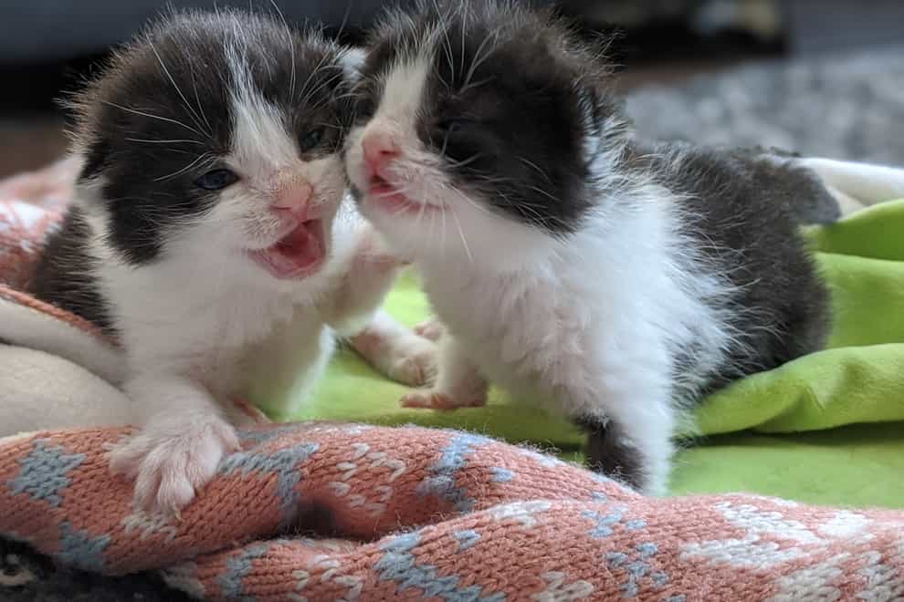 Rescued kittens place their faces near each other