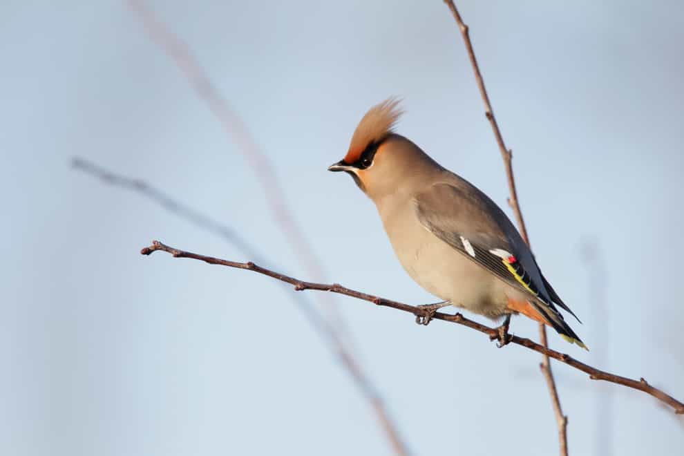 Waxwing (Andy Hay/rspb-images.com/PA)