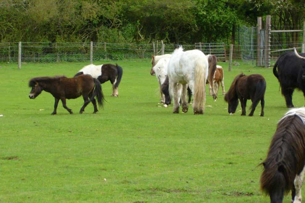 The ponies in a field