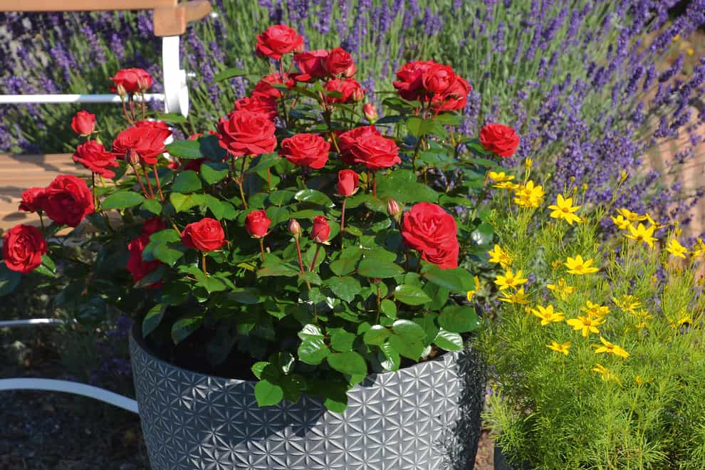 Rosa 'Precious Ruby' in a pot (Whartons Garden Roses/PA)