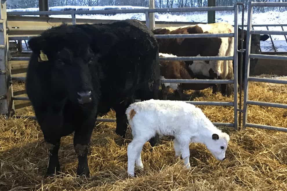 Vaynol calf Snow with surrogate Angus cow mother