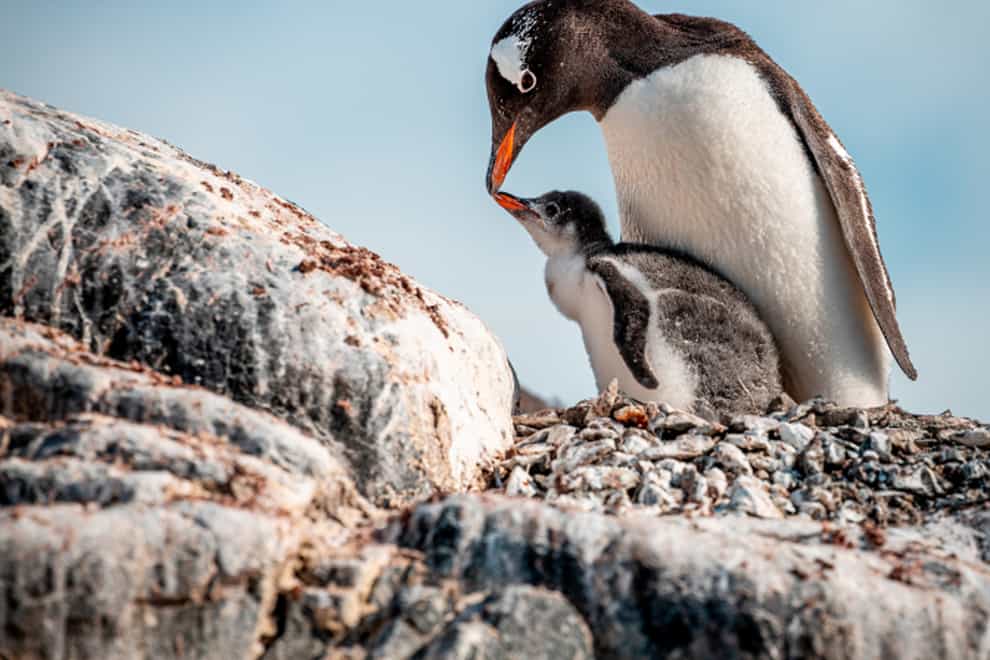A penguin cares for its chick