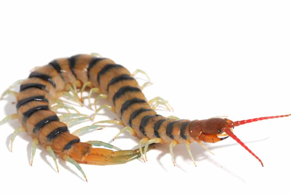 A Scolopendra mortisans centipede