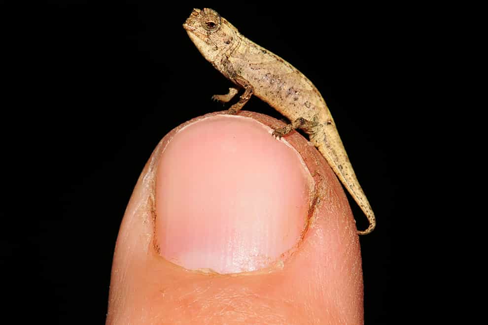 Madagascar Tiny Chameleon