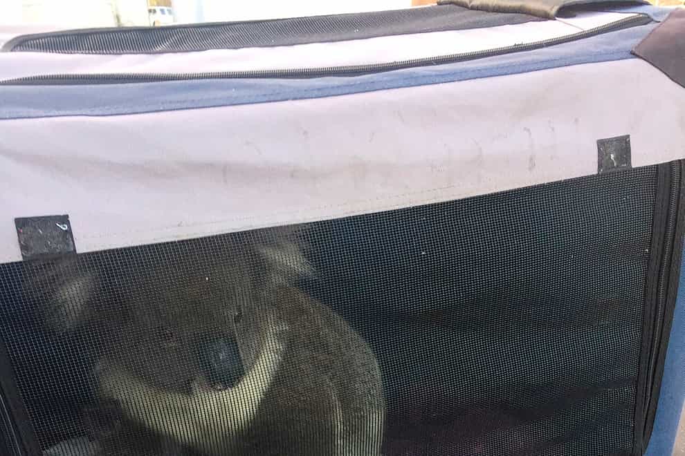 The koala was rescued after causing a five-car pileup