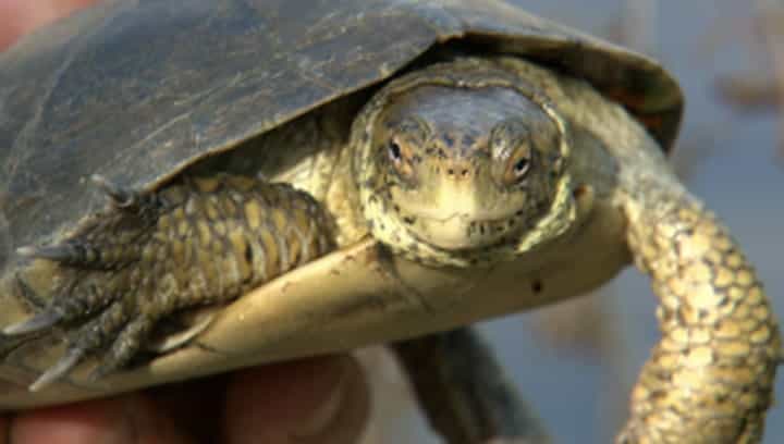 Learn all about the western pond turtle, and why they are so hard to find.
