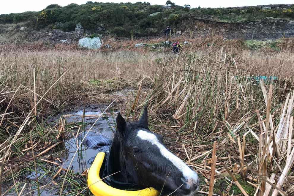 Horse recovering after getting trapped up to neck in deep swamp