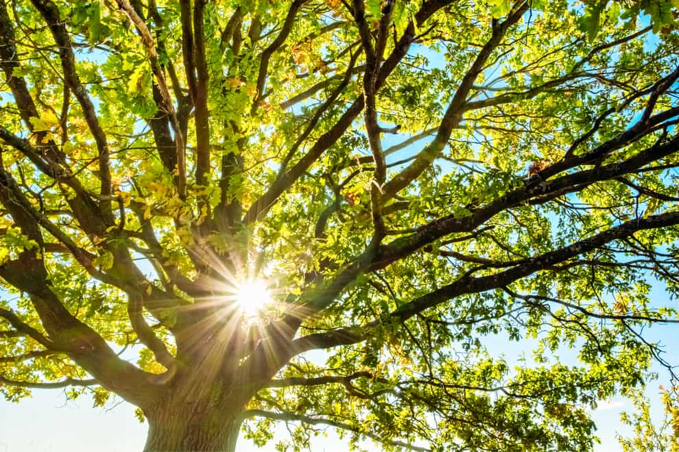 The sun peeking through tree branches