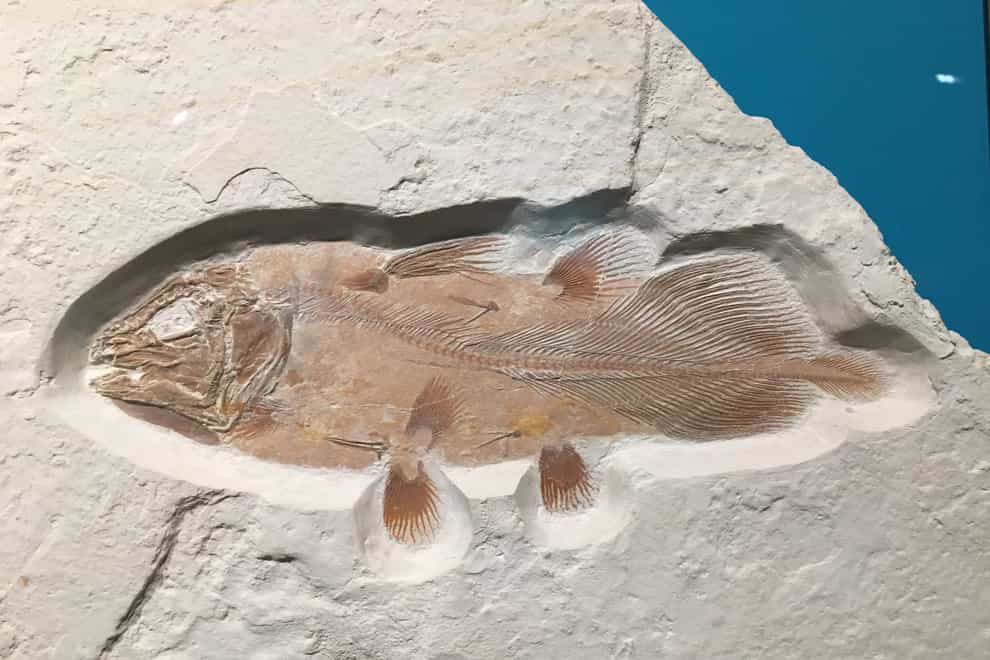 a complete coelacanth fossil