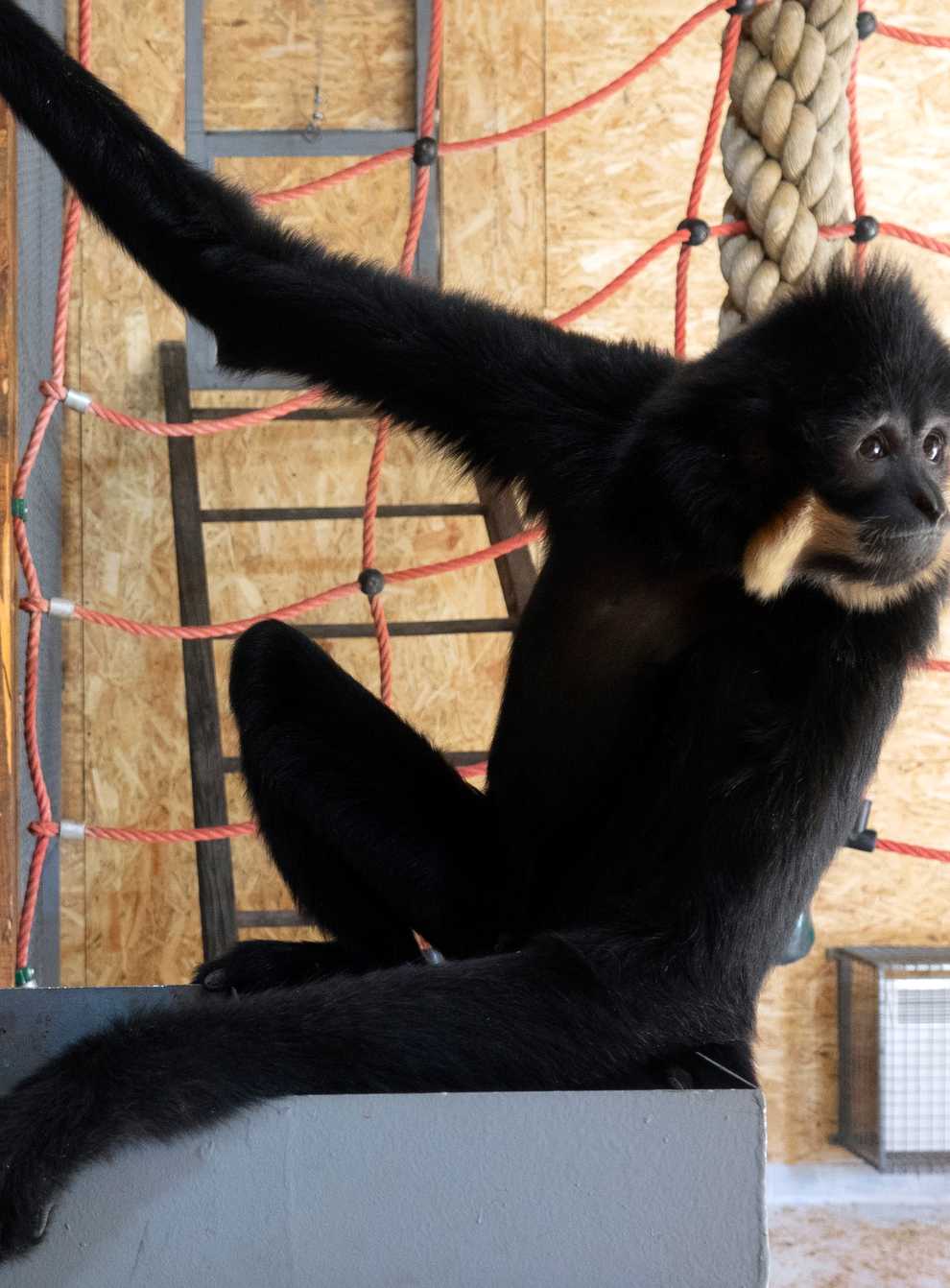 A gibbon in the enclosure at the zoo in Sarajevo