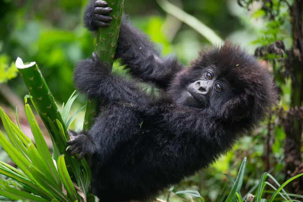 Tourists on gorilla treks should wear face masks and keep their distance to protect the wild animals from disease, researchers have said (WWF/PA)