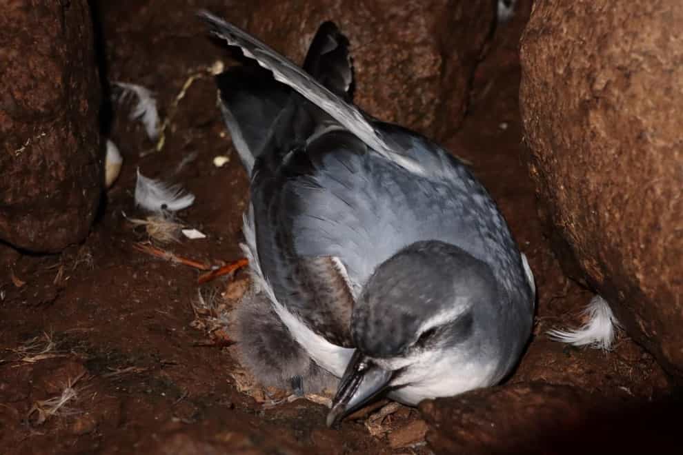 MacGillivary’s Prion, an endangered seabird that is inching towards extinction
