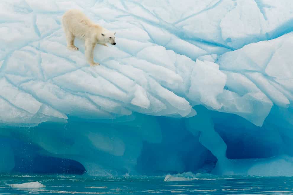 Polar bear in Svalbard (iStock/PA)