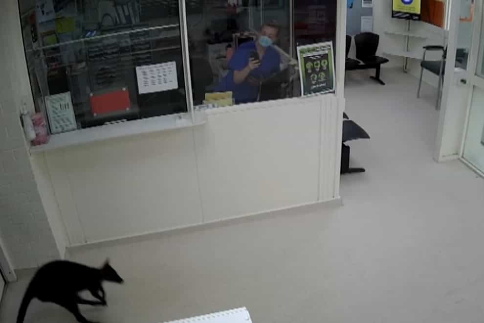 A wallaby is seen on CCTV entering Hamilton Base Hospital's emergency department in Australia