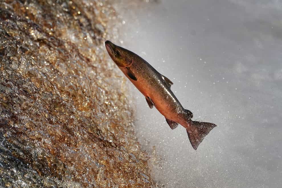 A salmon make its way upstream on the River Tyne in Hexham, Northumberland (Owen Humphreys/PA)