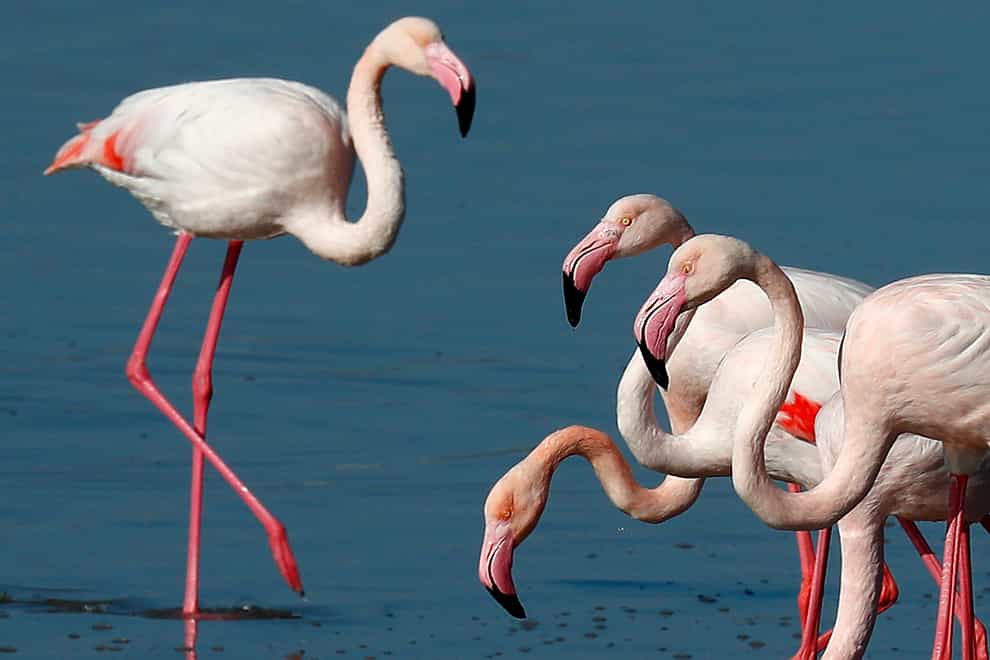 Cyprus flamingos