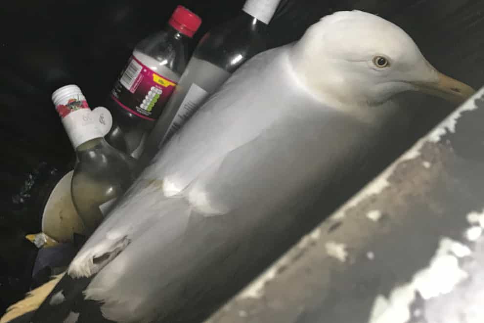 The seagull in the bin