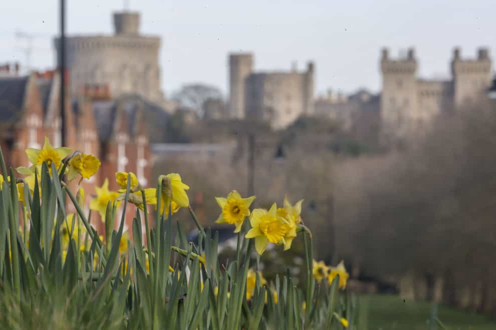 Daffodils near Windsor Castle