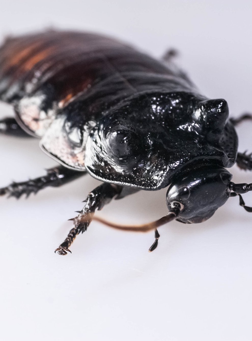 Male wide-horned hissing cockroach