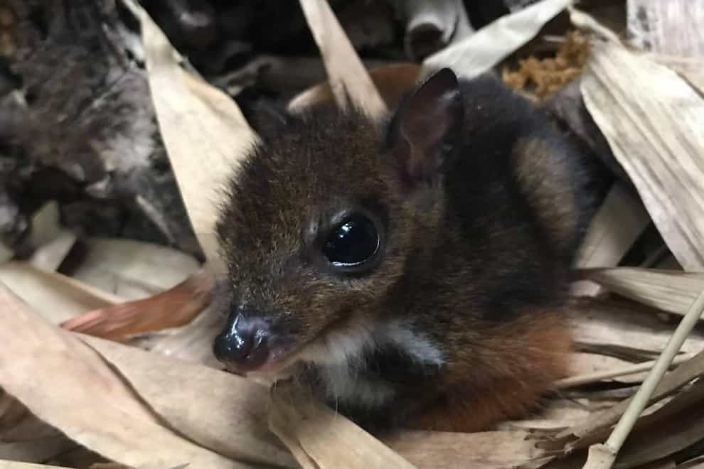 A Javan Chevrotain mouse deer fawn, born in the last month at Marwell Zoo