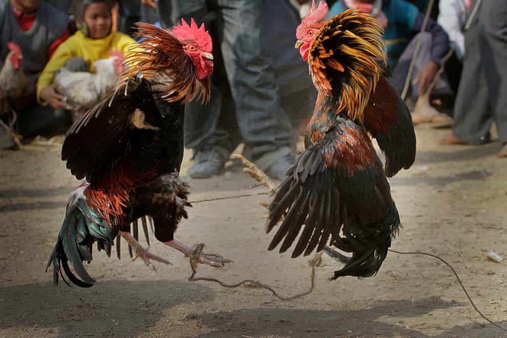 People watch a cock fight