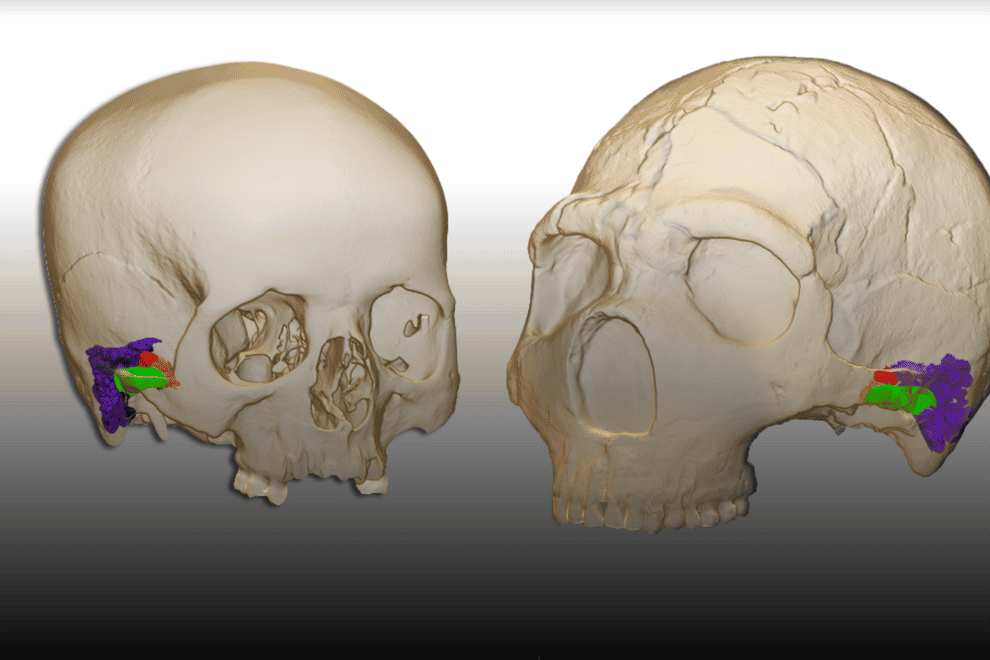 A virtual reconstruction of two skulls
