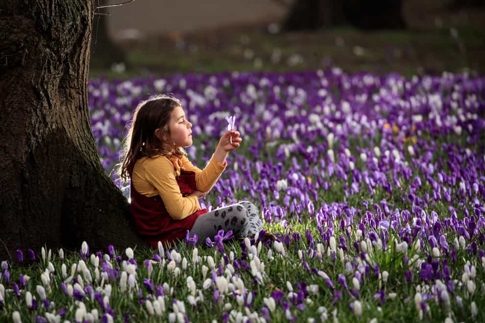 Sophia Gibson holds a crocus on the first day of meteorological spring at Kirkstall Abbey Park in Leeds, West Yorkshire