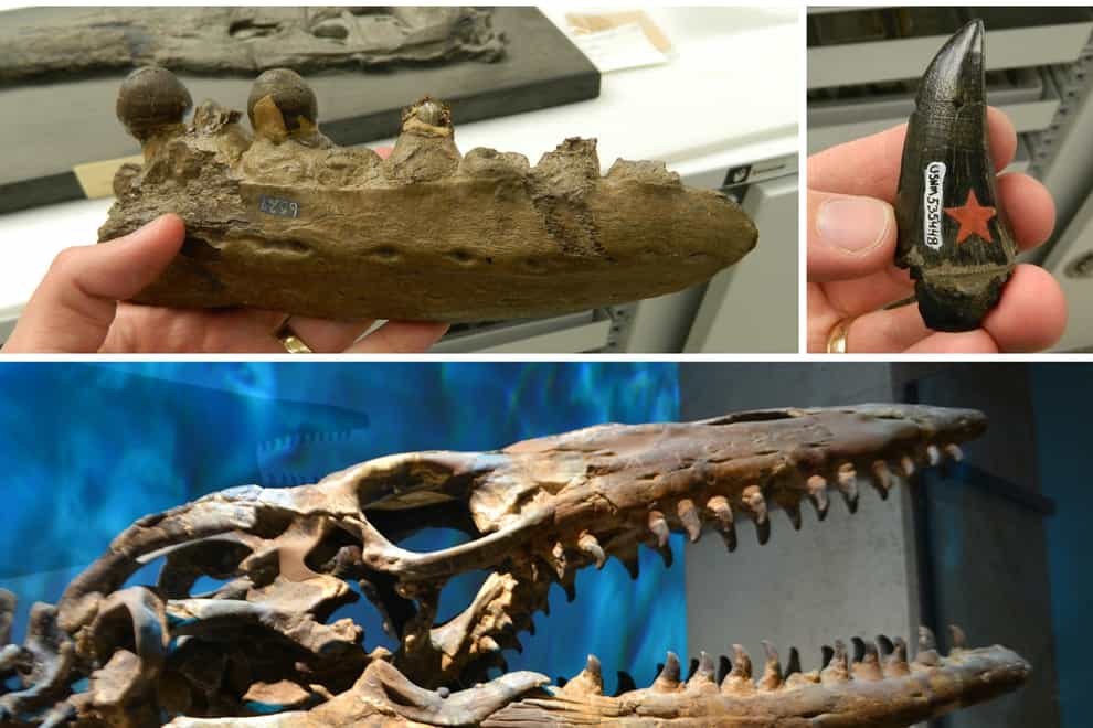 Mosasaur jaws and teeth