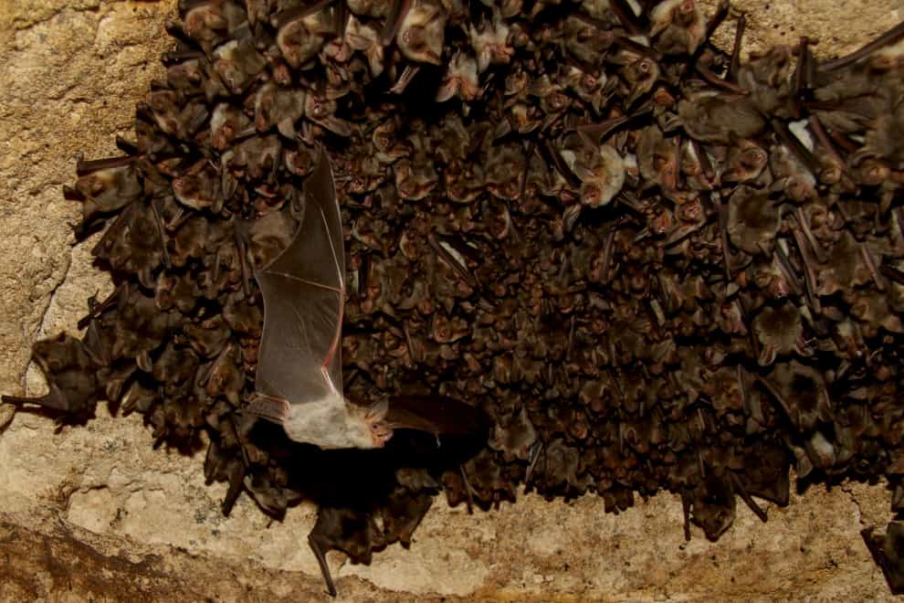 Scientists equipped bats with a tiny computer to hear how they go about seeking prey (Stefan Greif/Tel Aviv University/PA)