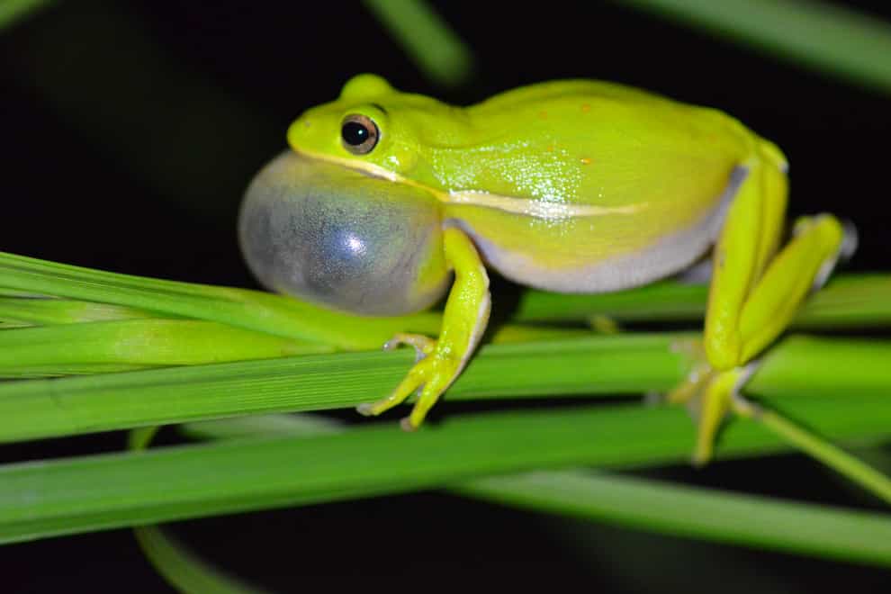 Male green treefrog