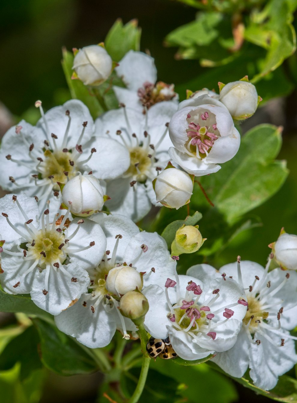 Hawthorn blossom in spring (iStock/PA)