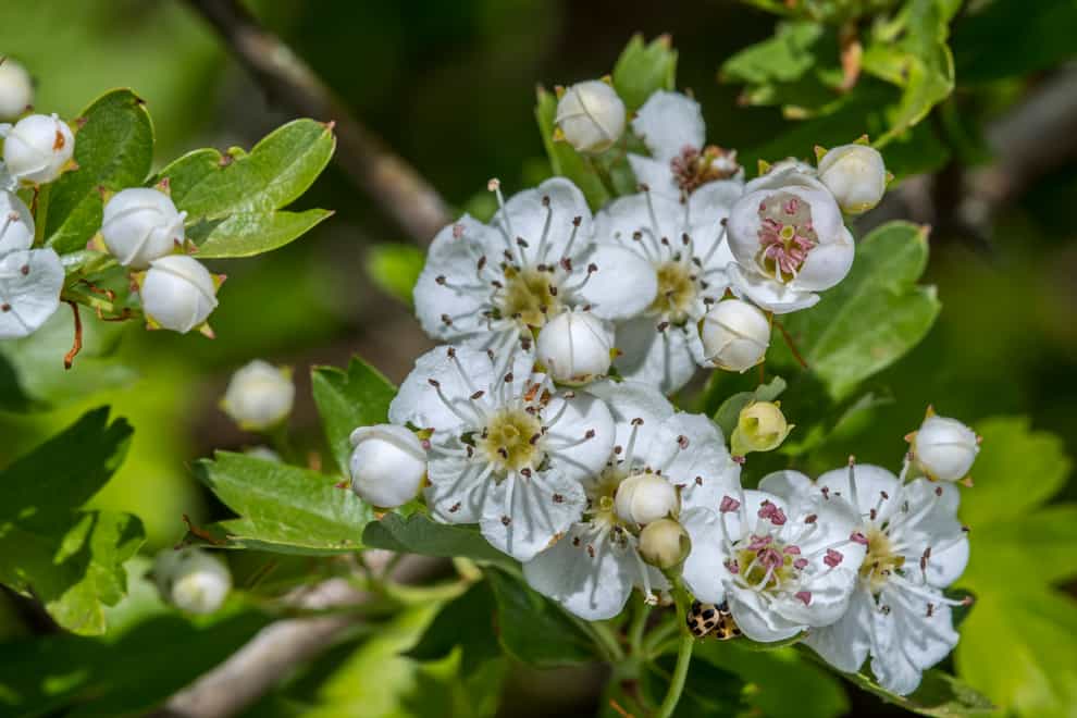 Hawthorn blossom in spring (iStock/PA)