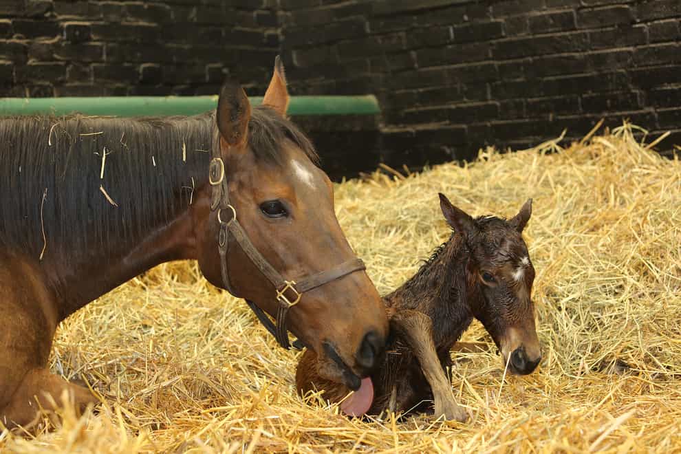 Kind and her final foal, a colt by Kingman