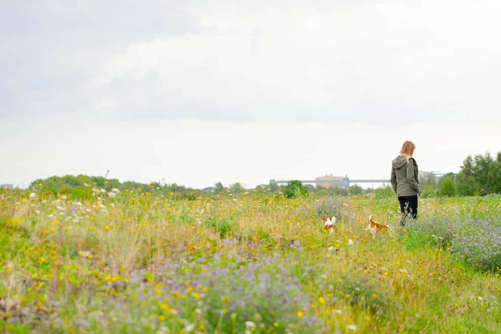 A woman walks through flowers in the wildlife-rich area of Swanscombe Peninsula