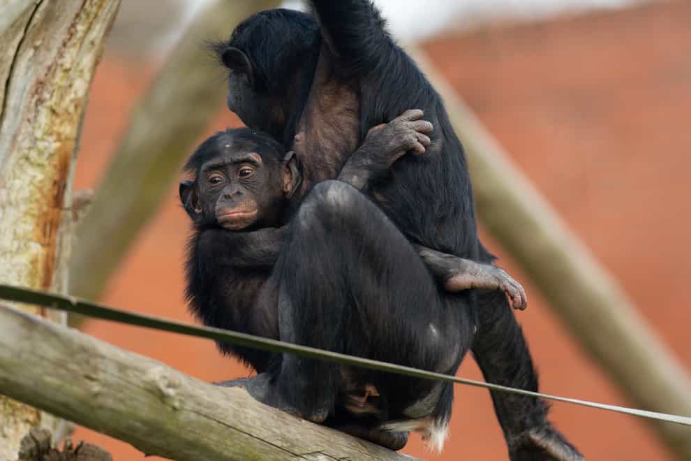 Bonobo apes, including 18-month-old Lola, enjoy treats at Twycross Zoo