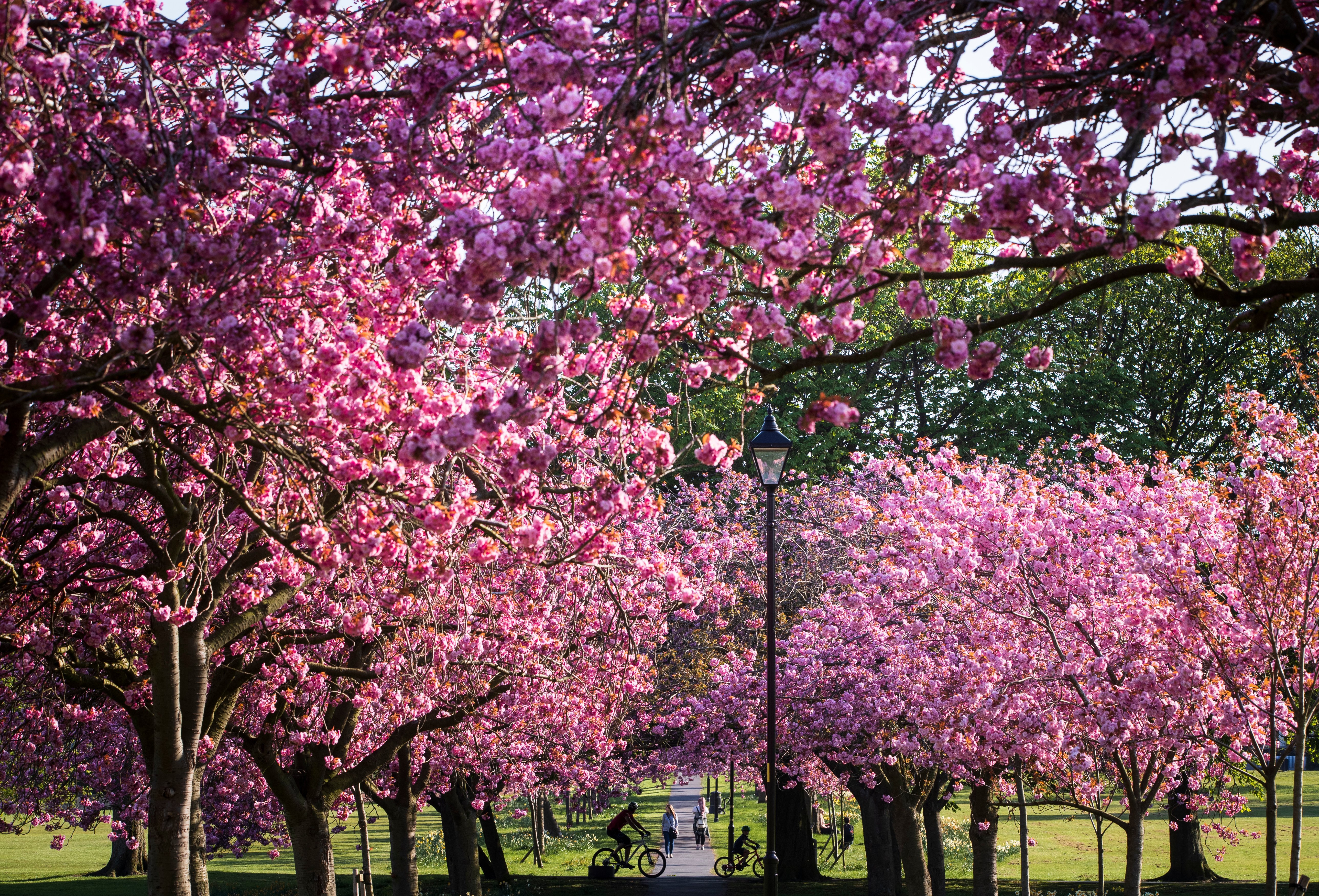 Celebrate Cherry Blossom Season By Planting A Cherry Tree Of Your Own Newschain