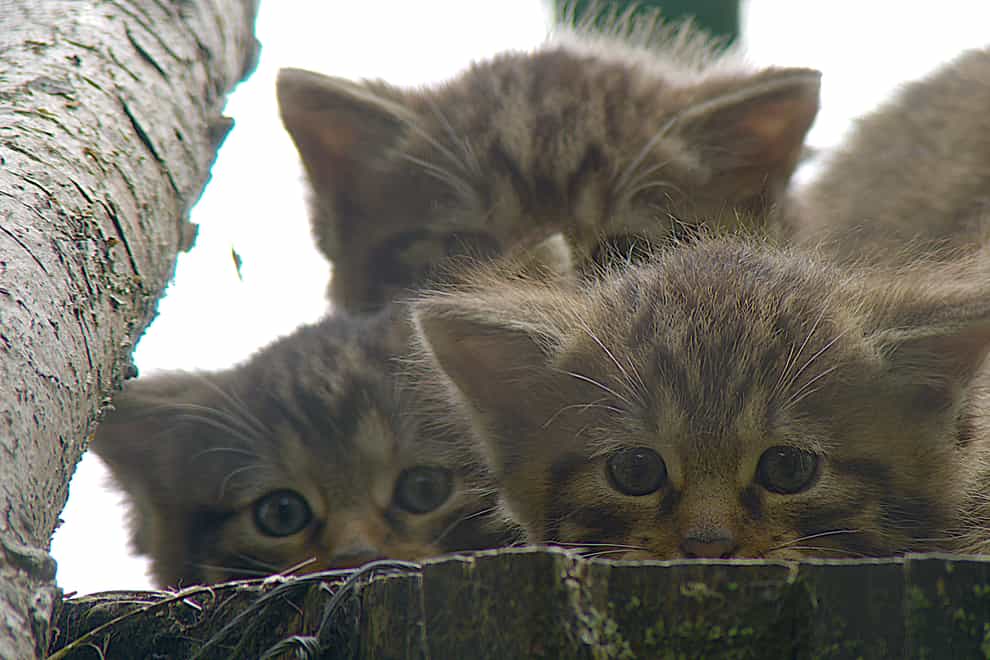 Wildcat kittens