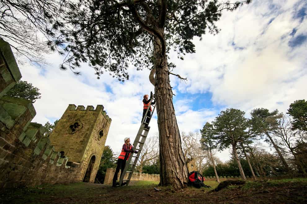 Ecologist Robert Bell installing a bat box in the grounds of Stainborough Castle, an 18th-century folly at Wentworth Castle (Danny Lawson/PA)
