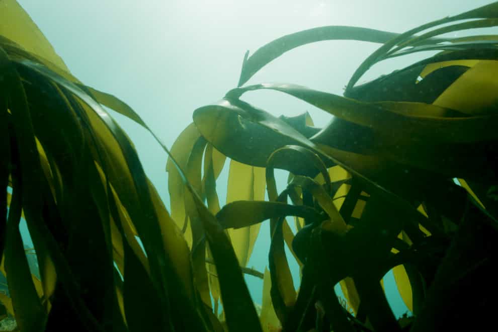 Sea kelp in the underwater sunlight