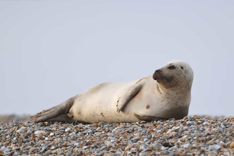 Seal lies on its side
